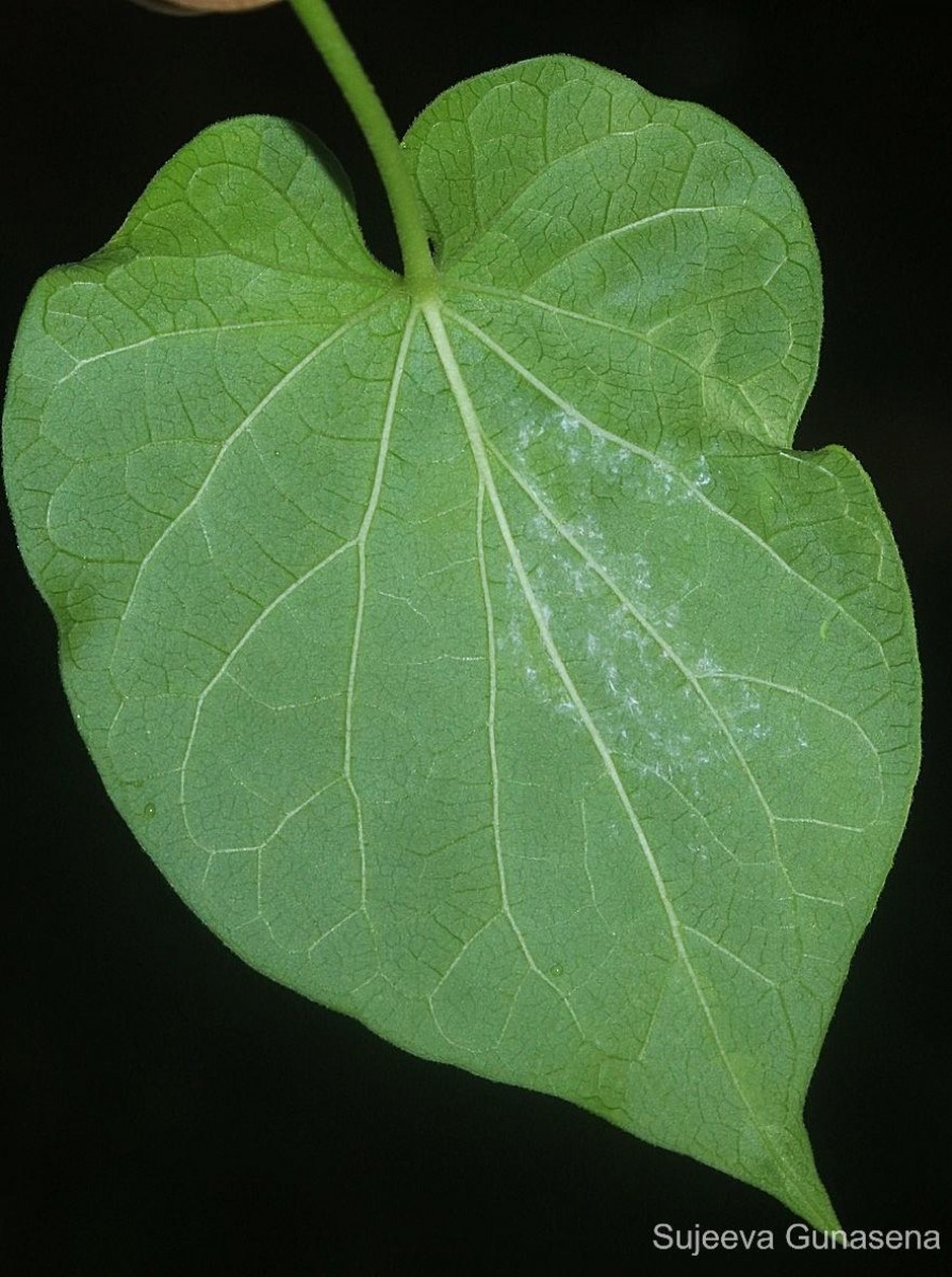 Telosma cordata (Burm.f.) Merr.